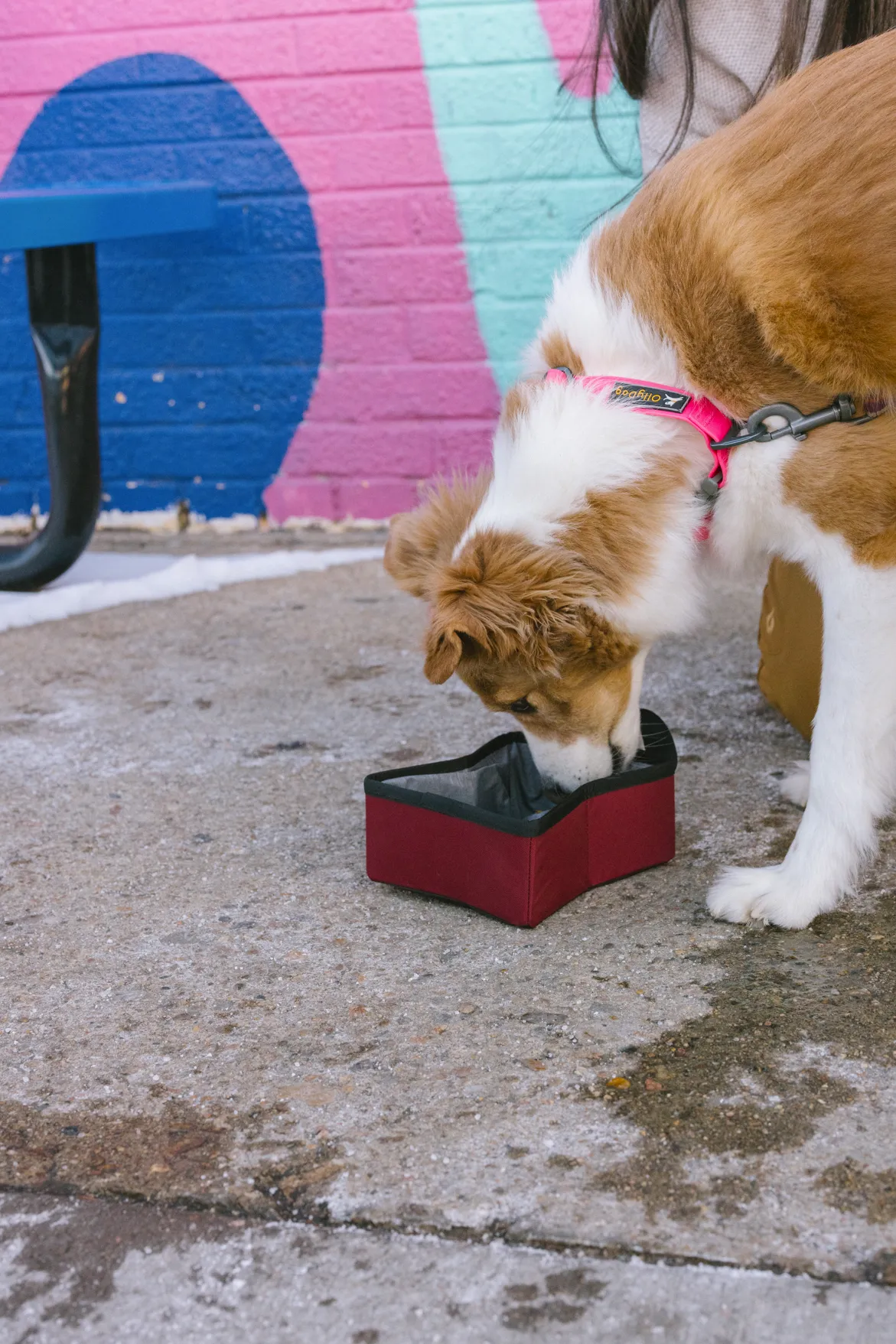 Crumple Travel Bowl | Collapsable Dog Bowl