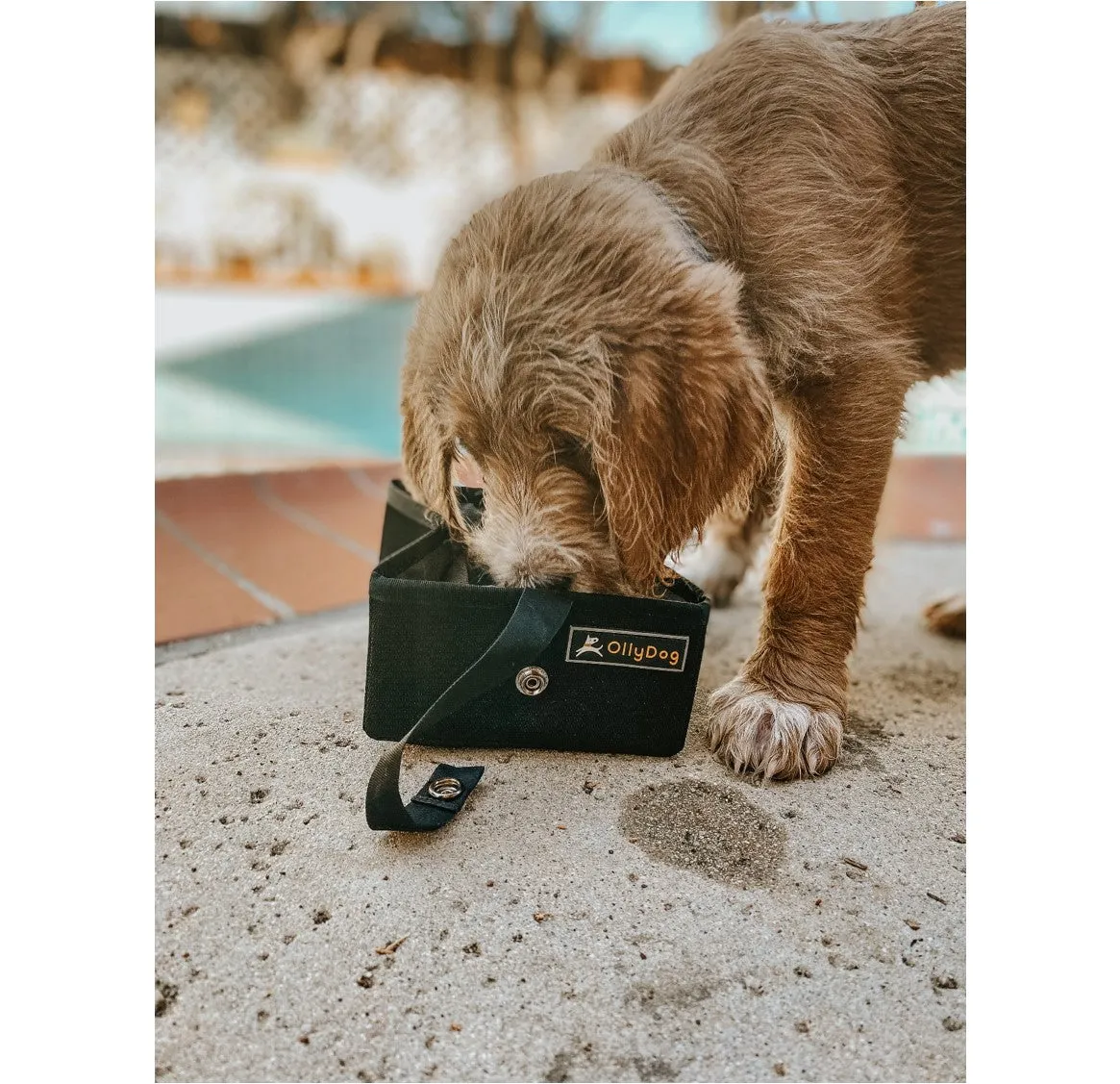Crumple Travel Bowl | Collapsable Dog Bowl