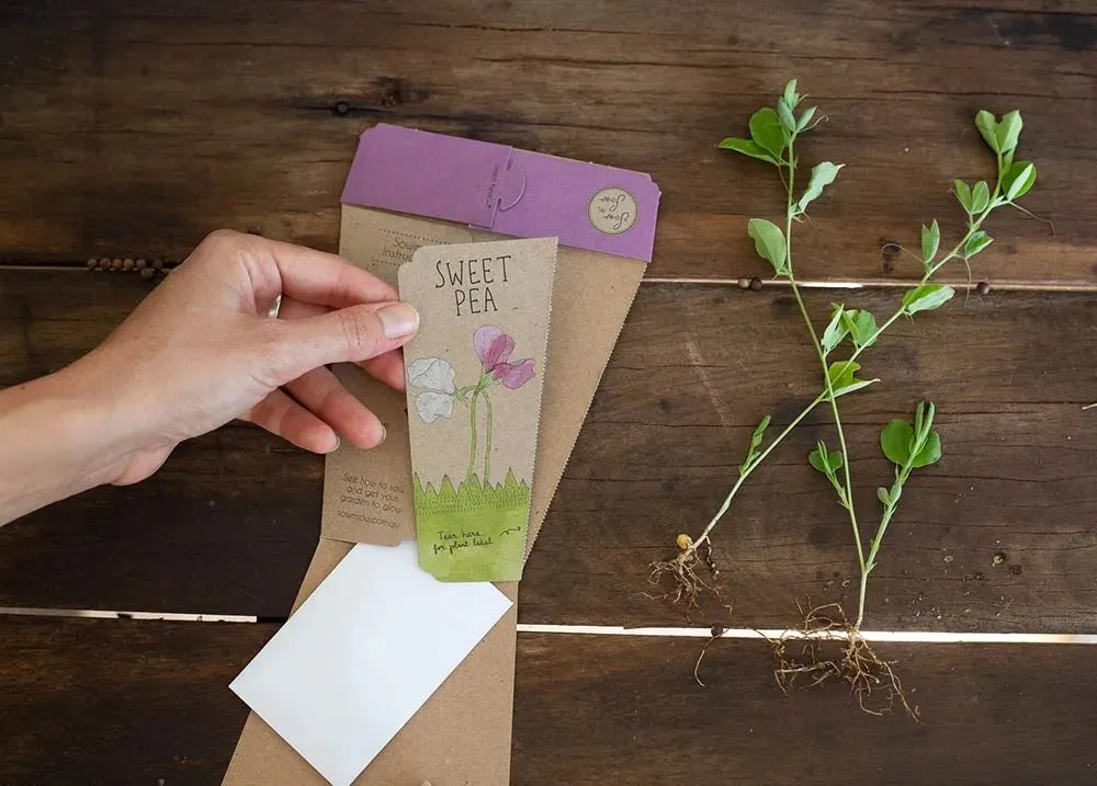 Sow 'n' Sow A Gift of Seeds - Sweet Pea
