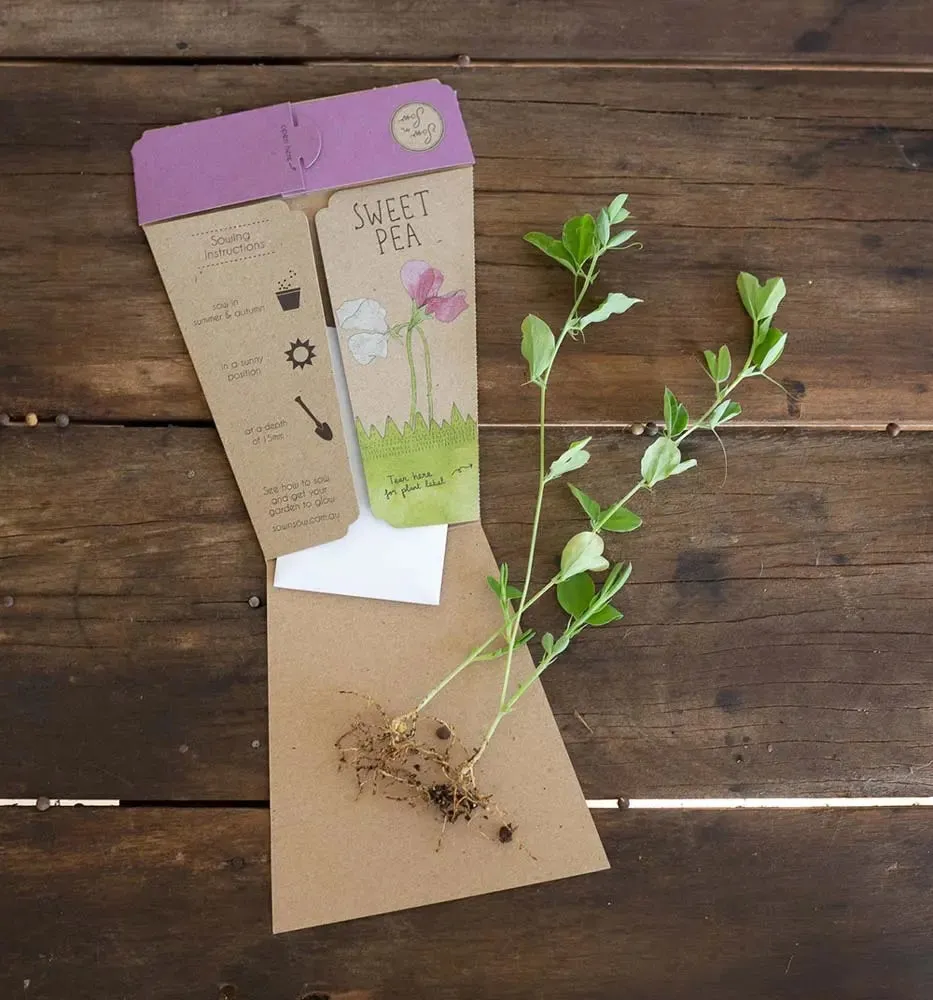 Sow 'n' Sow A Gift of Seeds - Sweet Pea
